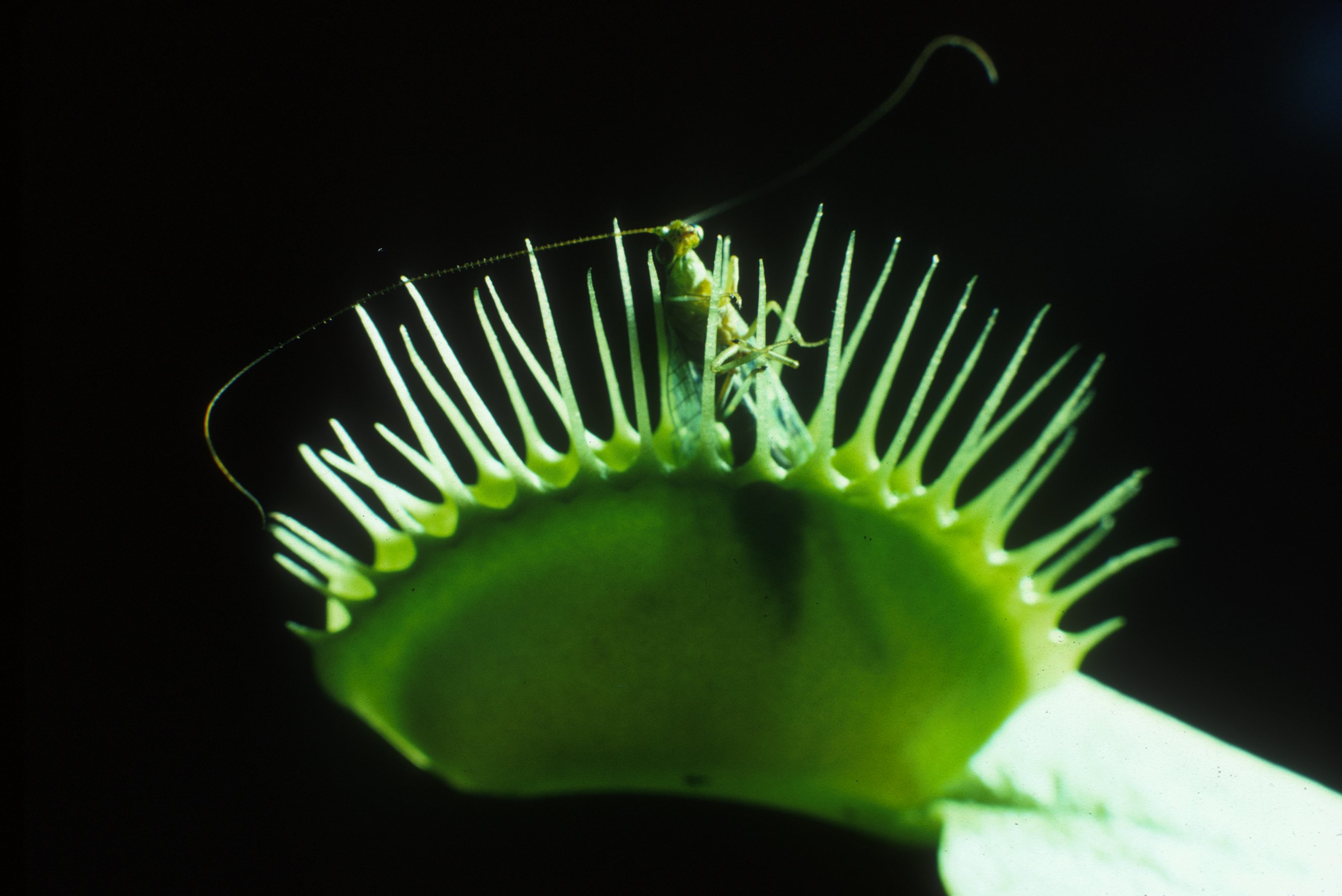 На рисунке изображена венерина мухоловка захватывающая насекомое. Амазонская Королевская мухоловка. Амазонская Королевская мухоловка гнездо. Актиния Венерина мухоловка. Скутигера-мухоловка.