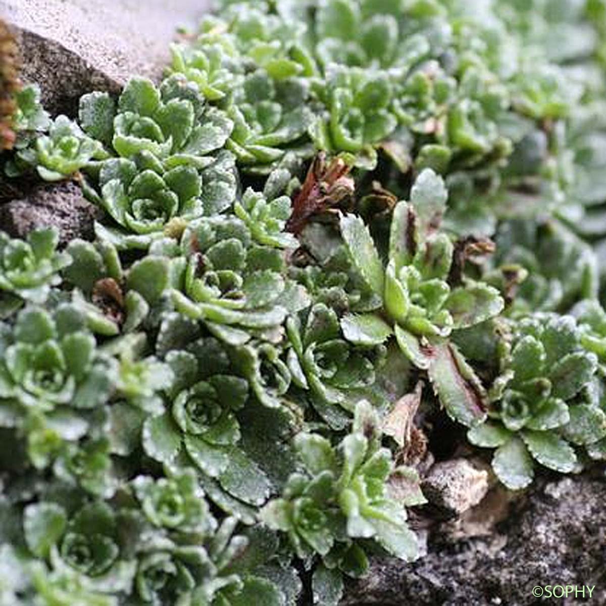 Камнеломка метельчатая Saxifraga