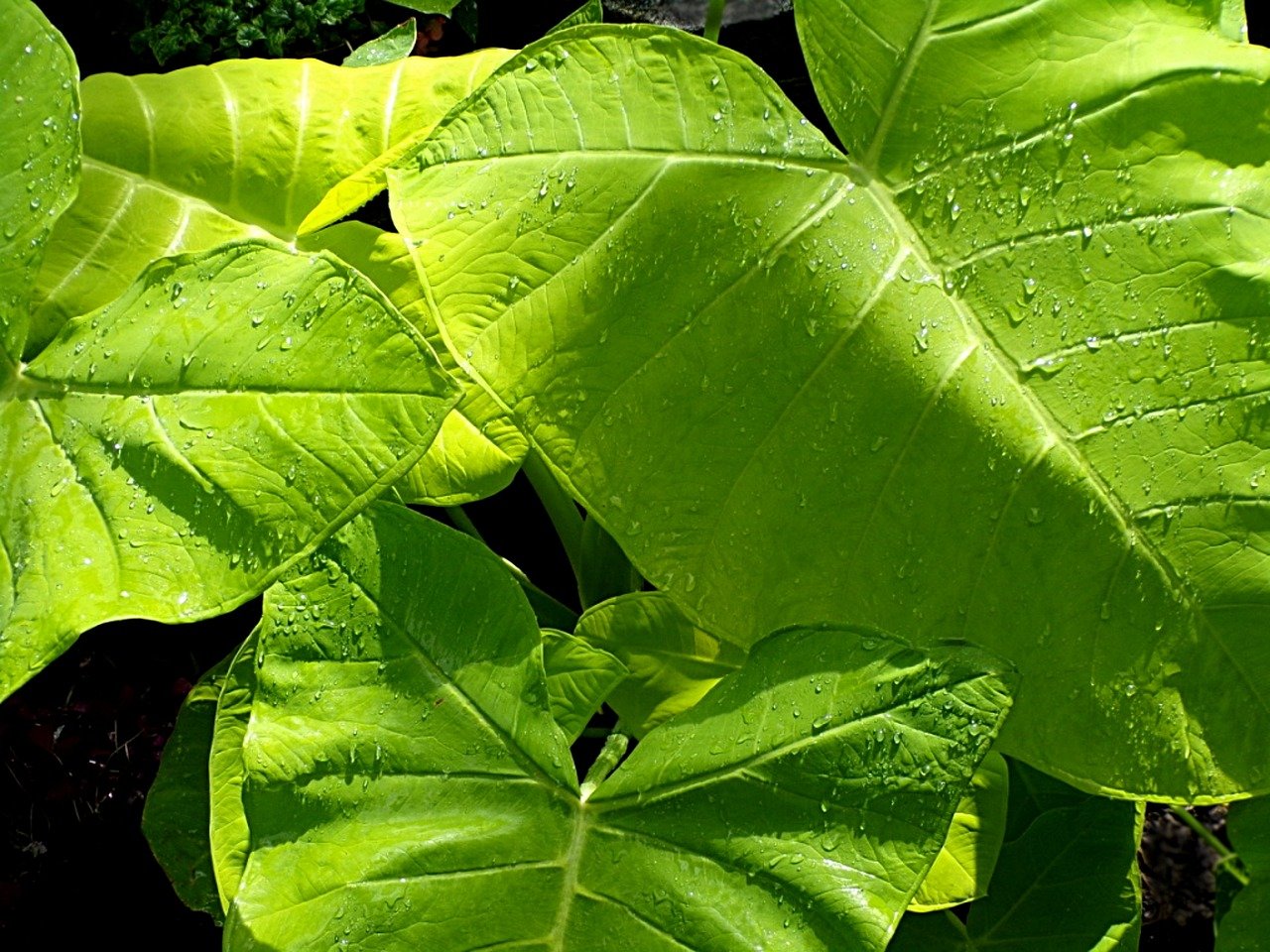 Tropical plant. Монстера Карстениана. Филодендрон pastazanum. Тропические листья. Экзотические листья.