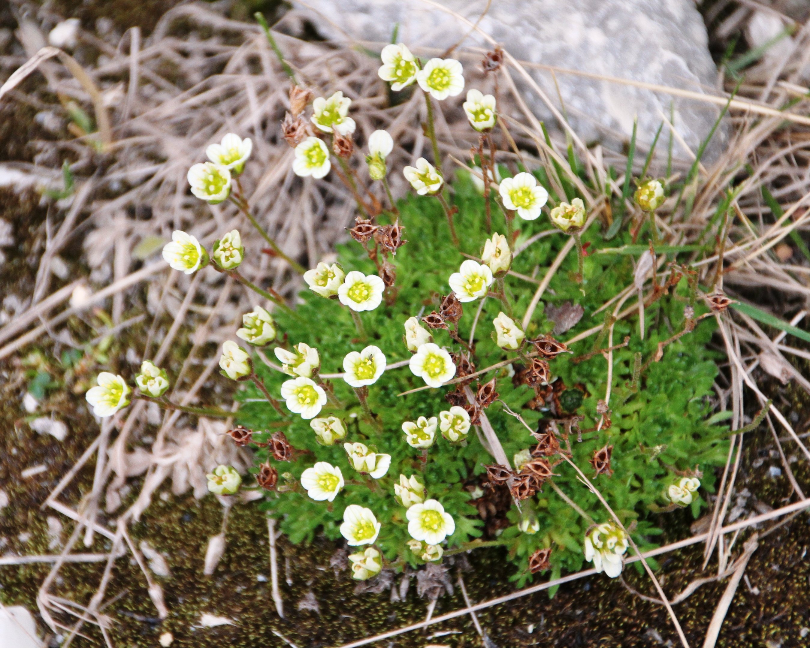 Камнеломка сорта. Камнеломка дернистая. Камнеломка саксифрага. Камнеломка (Saxifraga). Камнеломка дернистая (Saxifraga caespitosa).