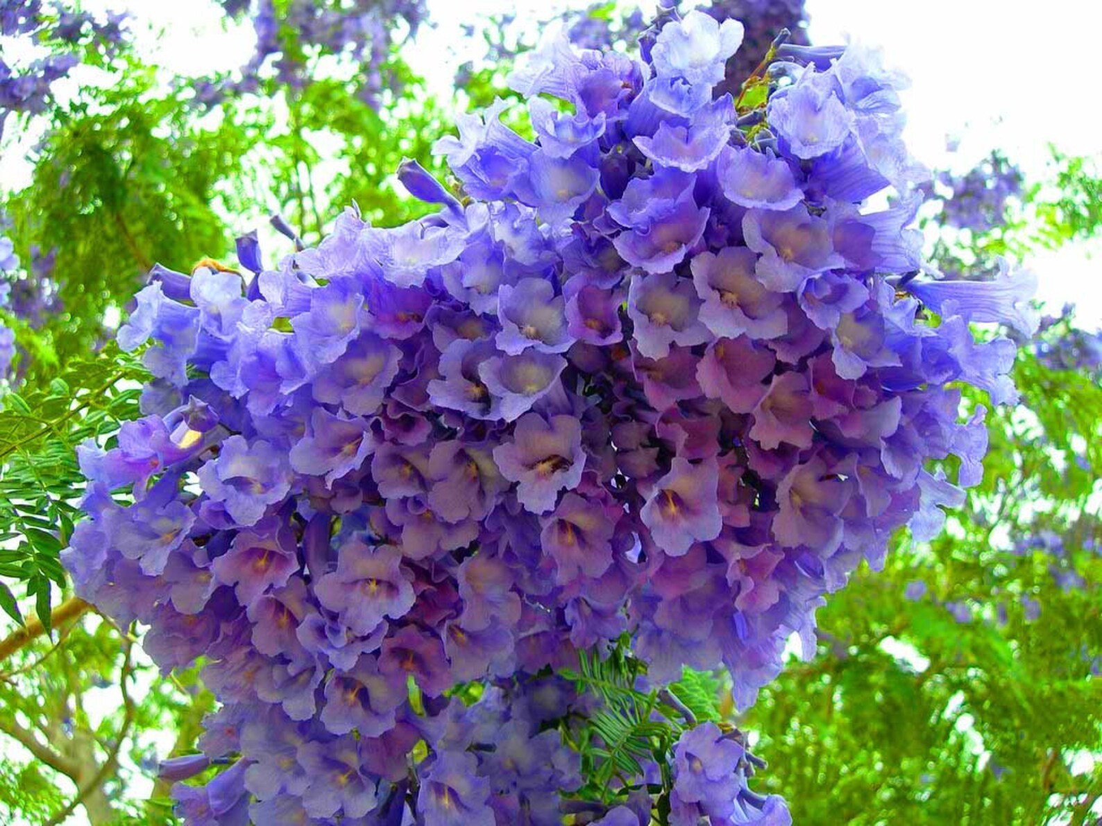 Цветы джакаранда фиалковое дерево