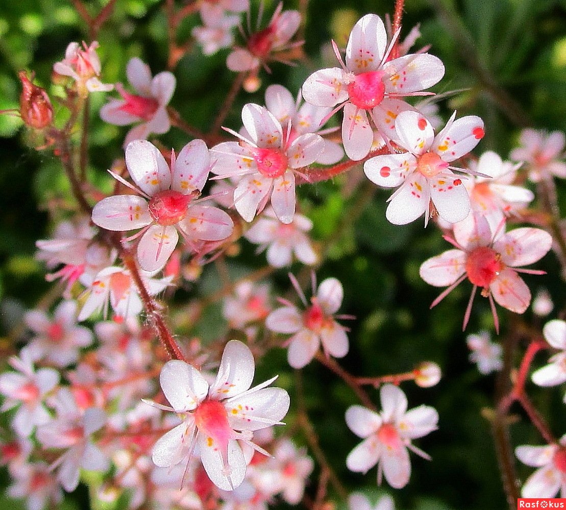 Камнеломка вариегата. Камнеломка теневая Вариегата. Камнеломка теневая variegata. Камнеломка Тенистая Вариегата. Камнеломка клинолистная Вариегата.