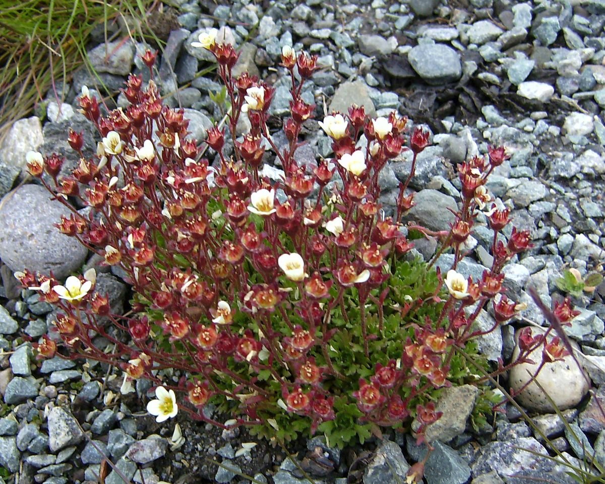 Камнеломка где. Камнеломка саксифрага. Камнеломка (Saxifraga). Камнеломка дернистая. Камнеломка дернистая (Saxifraga caespitosa).