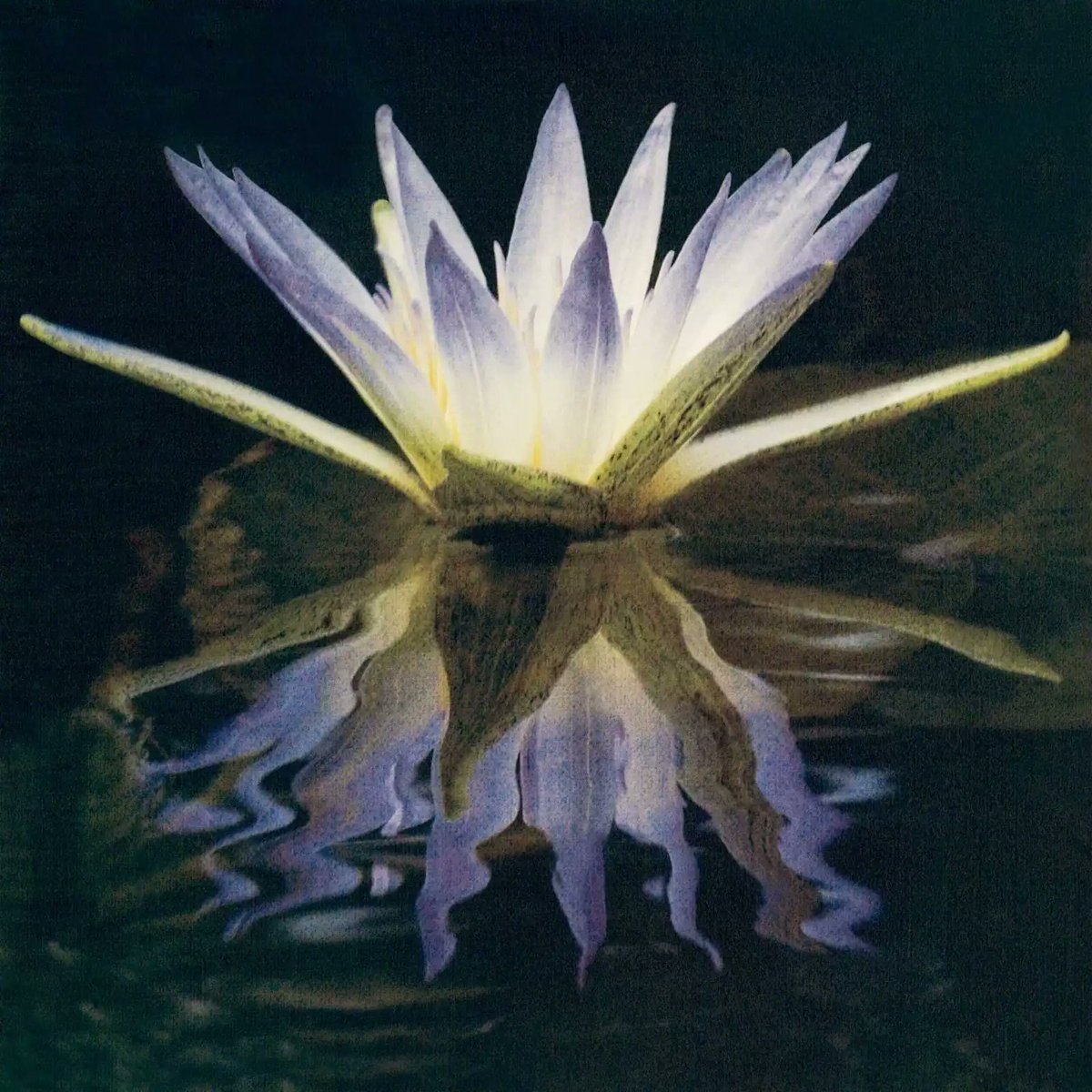 Цветок нилу. Древний Египет Нильский Лотос водяная Лилия. Древний цветок Лотос. Голубой Лотос древний Египет.