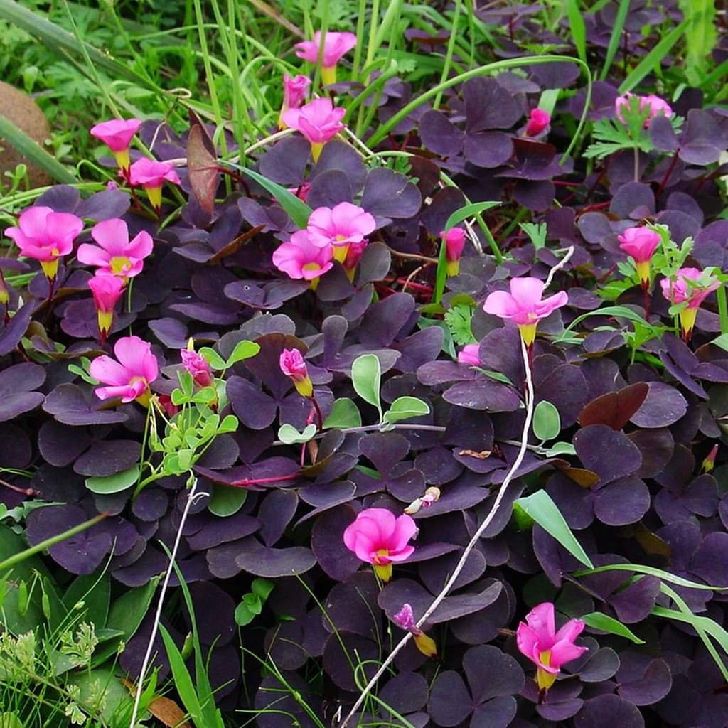 Небольшое растение. Оксалис purpurea Garnet. Oxalis purpurea Garnet. Кислица пурпурная. Многолетник Кислица.