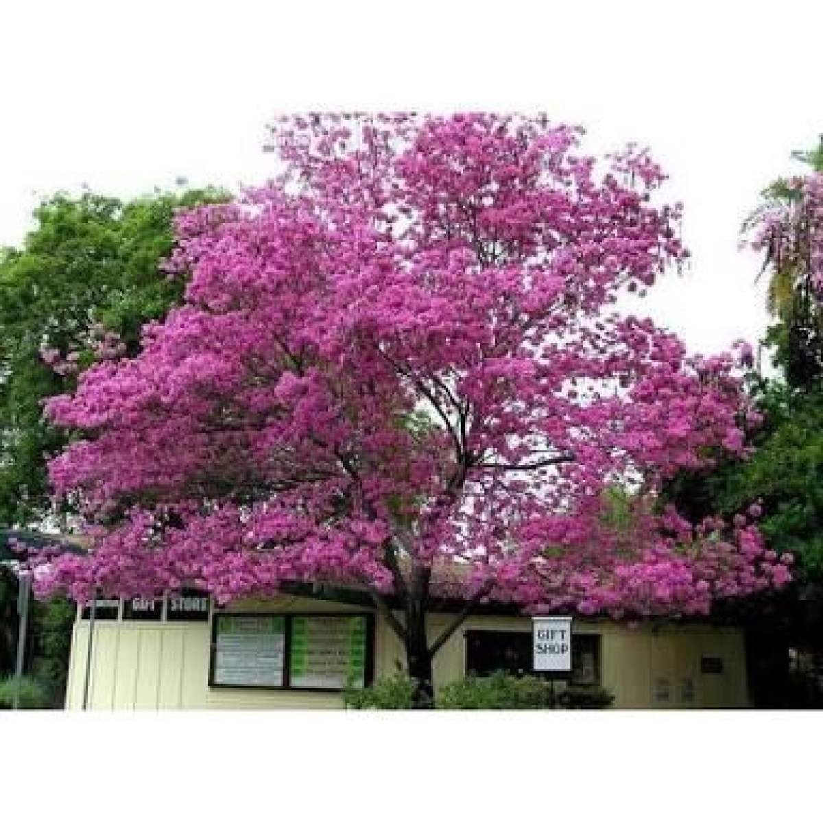 Дерево цветет розовым название. Табебуйя дерево. Табебуйя розовая (Tabebuia rosea). Табебуйя дерево розовое. Лапачо дерево.