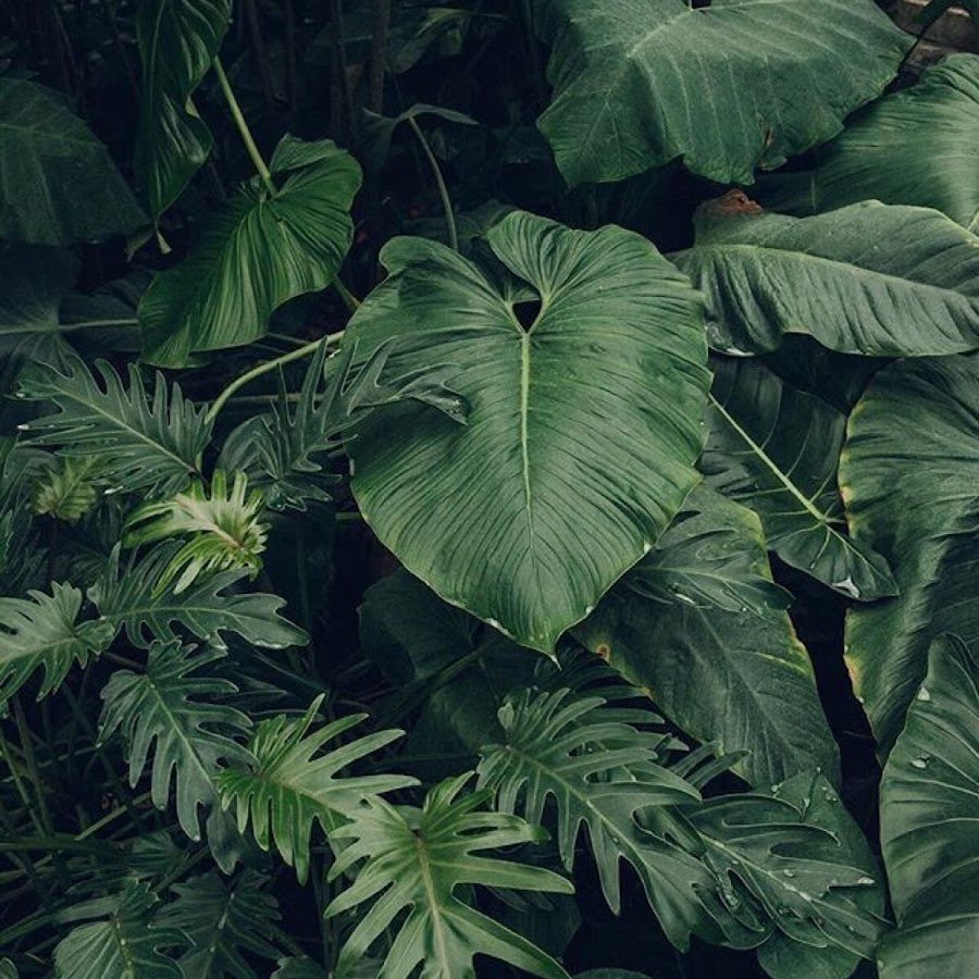 Листья тропических растений