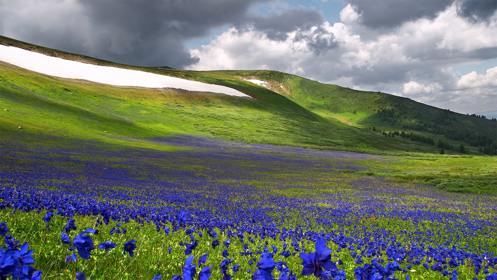 Синие холмы. Горный Алтай Альпийские Луга. Альпийские Луга плато Укок. Цветущие Луга Алтая. Цветущие Альпийские Луга Алтая.