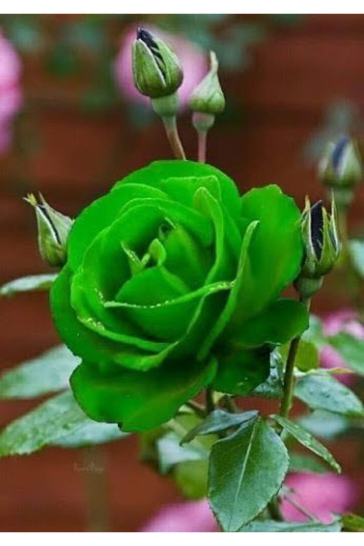 Распустилась салатовая роза