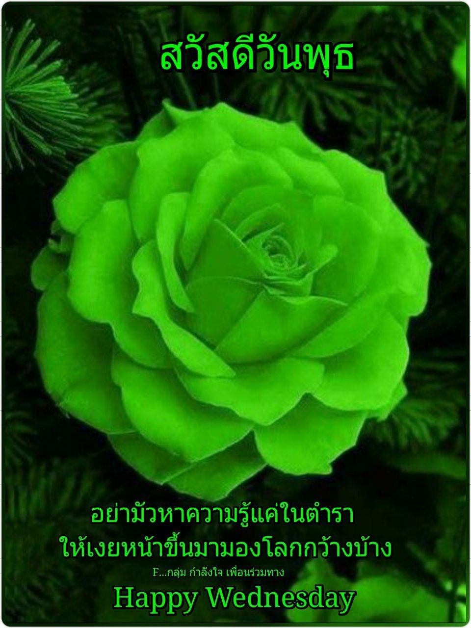 Зелёная блестящая роза