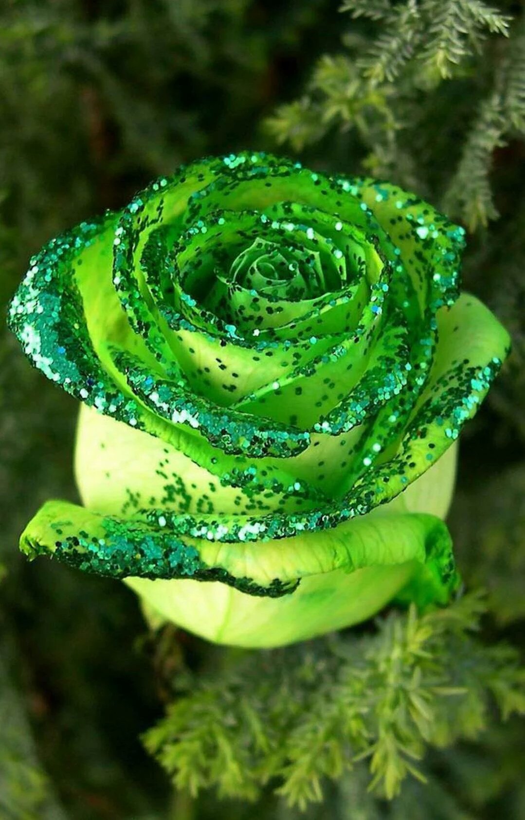 Цветы зеленые розы