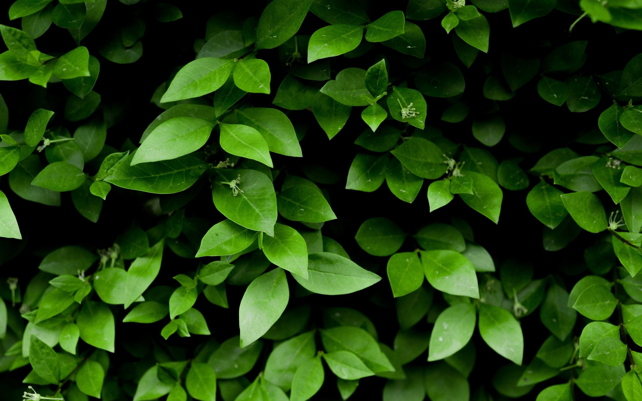Зеленые листья фон - 68 фото
