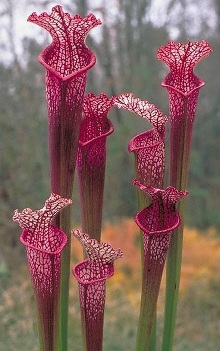 Необычные растения