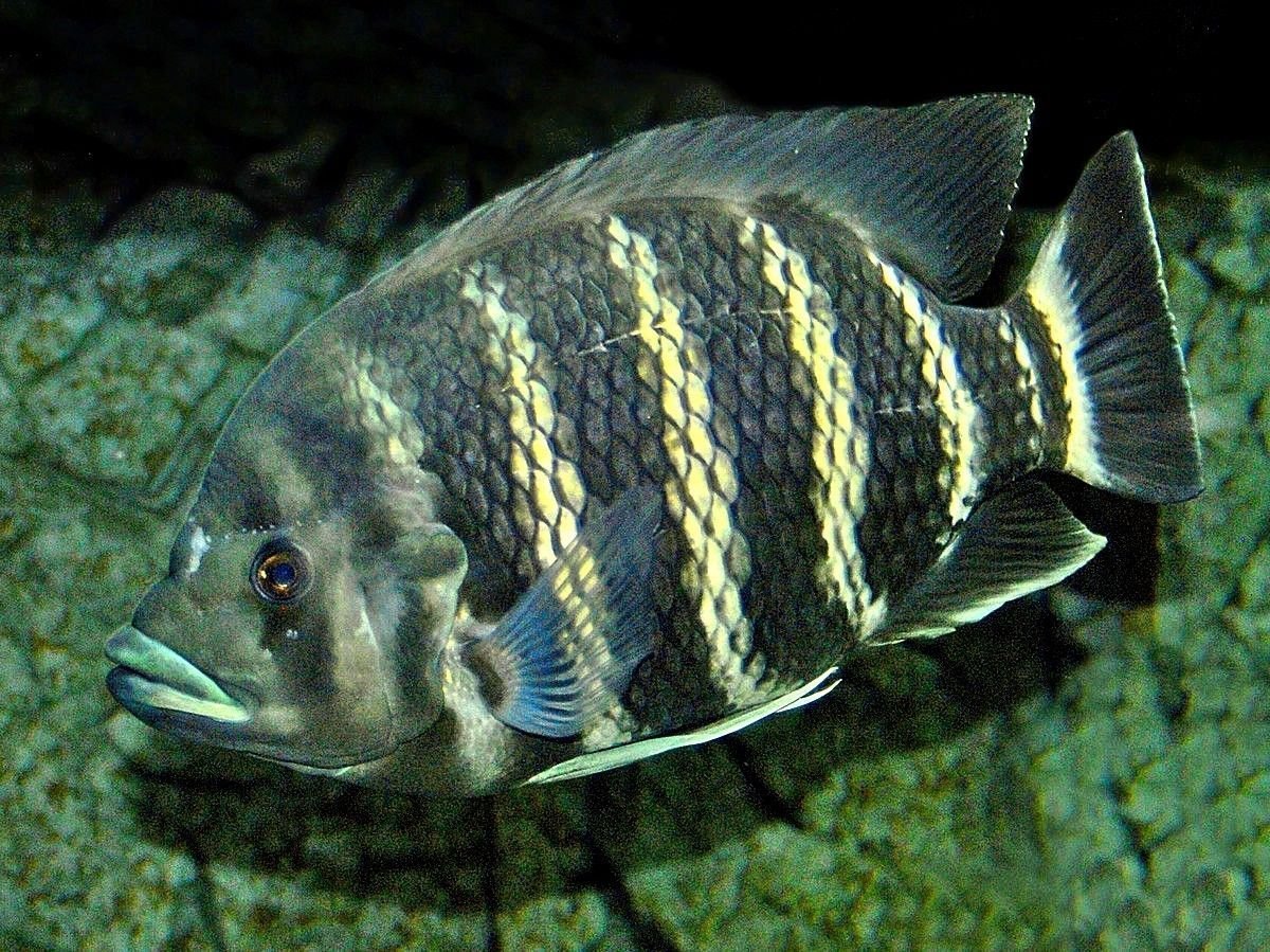 рыба тилапия фото живой рыбы
