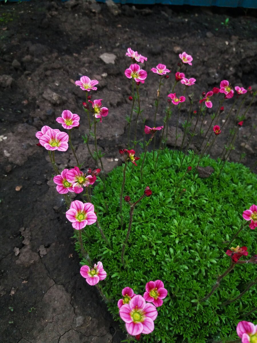 Камнеломка Арендса Carpet Pink