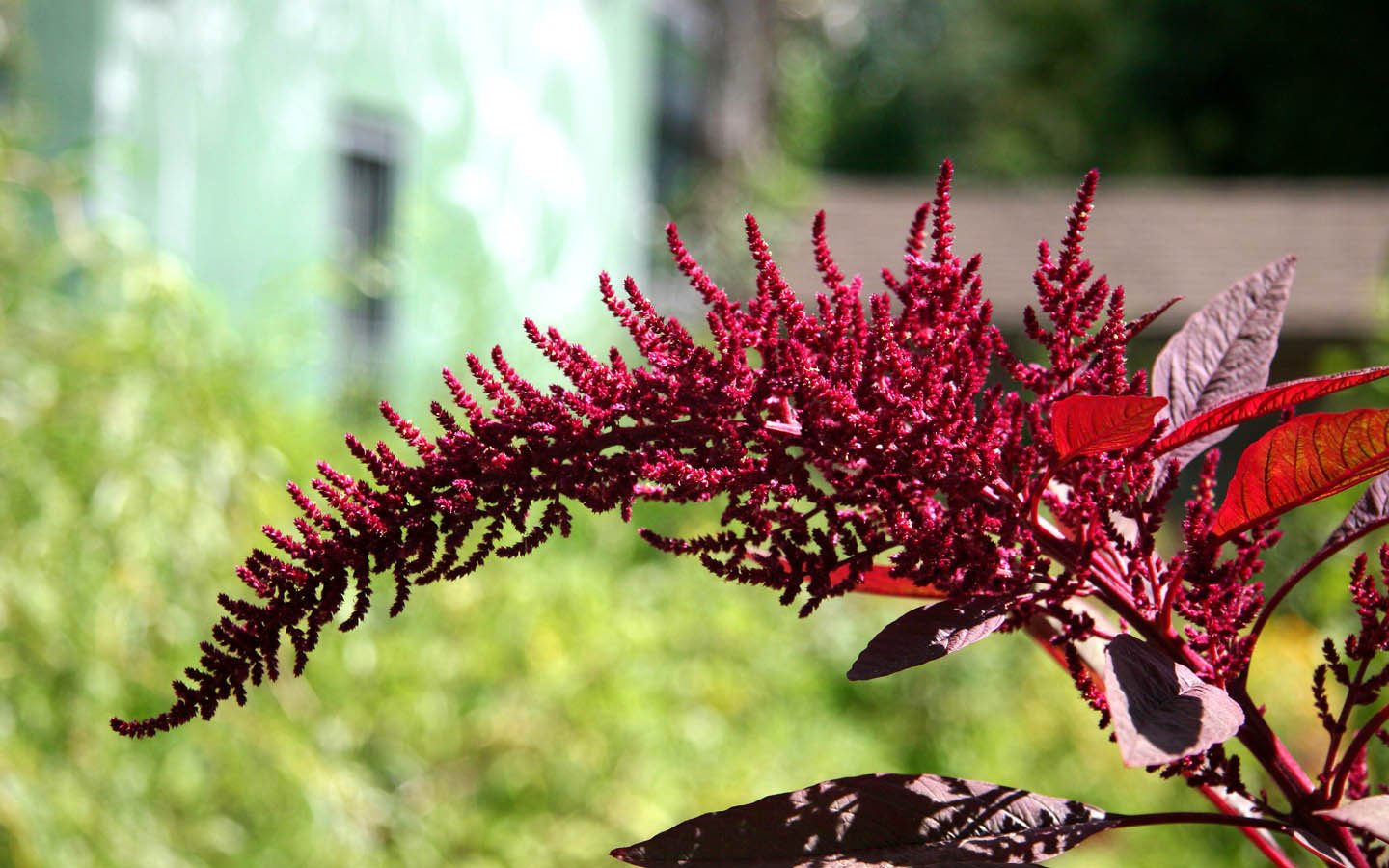 Амарант Amaranthus Aurelia’s Verde