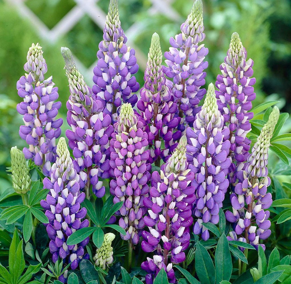 Lupine