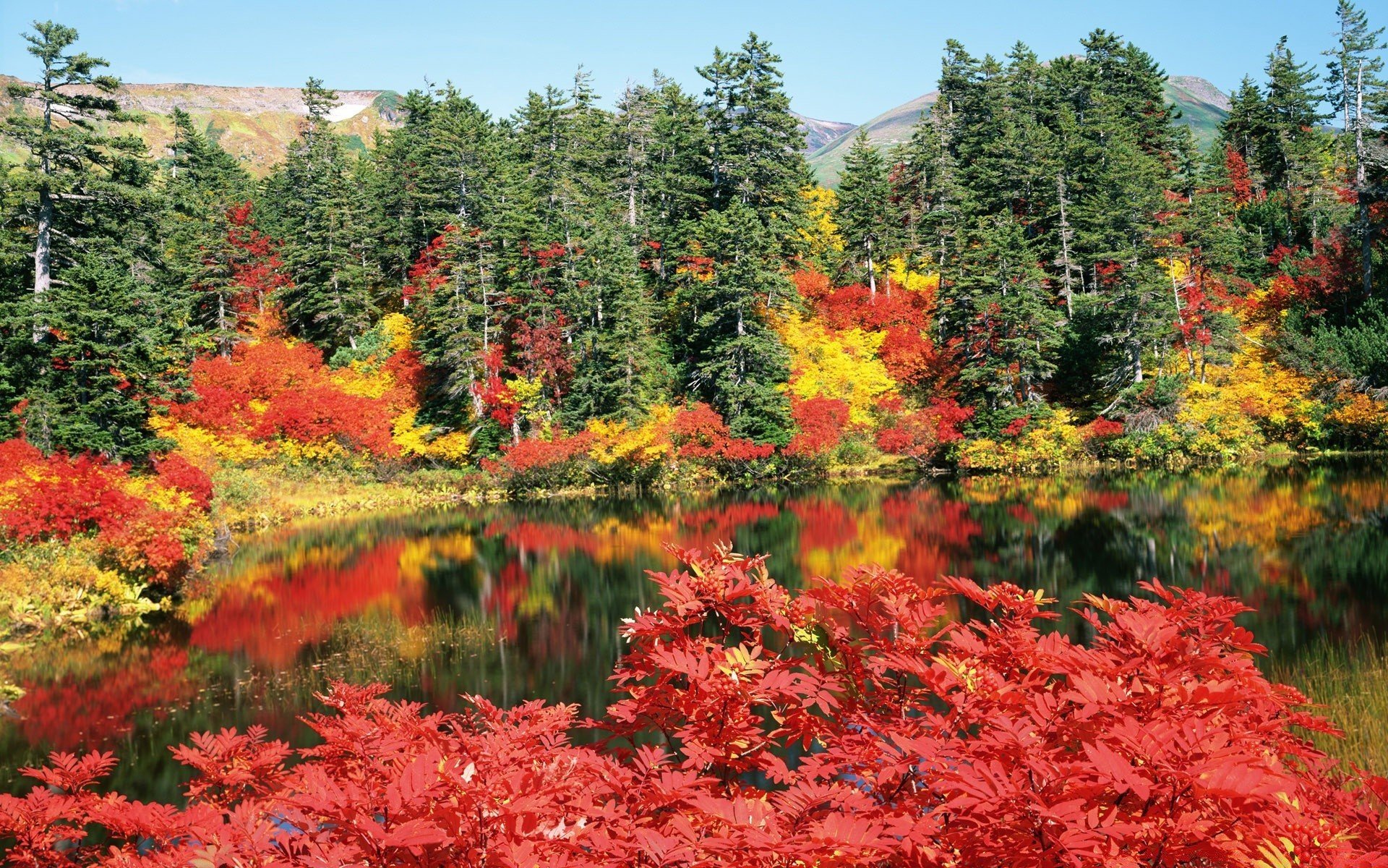 Виды осени. Осенний кленовый лес Вайоминг. Красивая осень. Природа осень. Осенние краски природы.