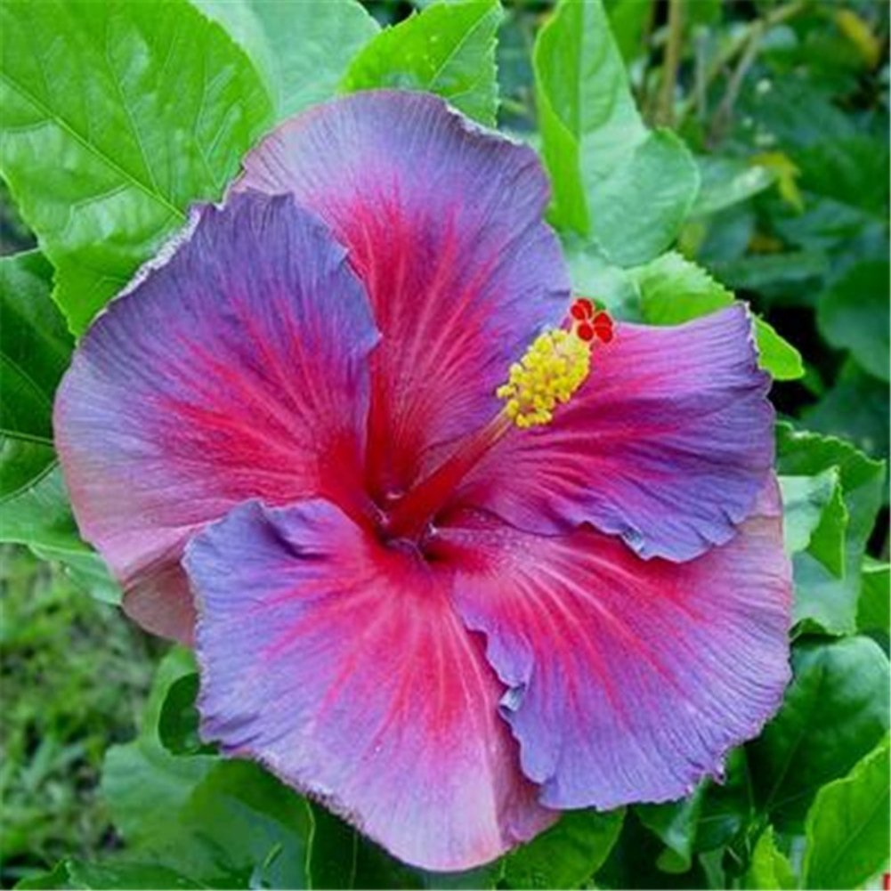 Гибискус фото. Гибискус. Гибискус растение. Гибискус (Hibiscus).. Гибискус Hibiscus Purple Majestic.