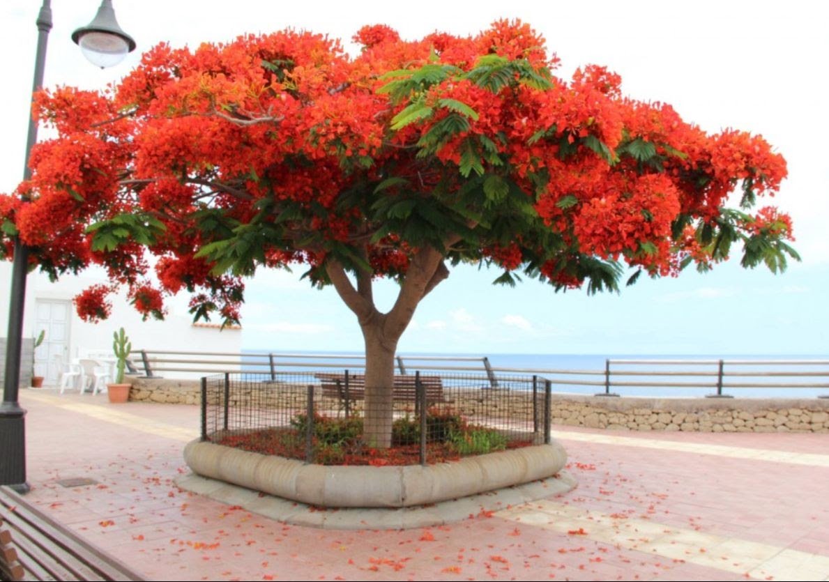 Деревья цветущие красным цветом. Дерево Делоникс Королевский. Огненное дерево Делоникс Королевский. Делоникс(Фламбоян) Королевский. Цветущее дерево Делоникс Королевский.