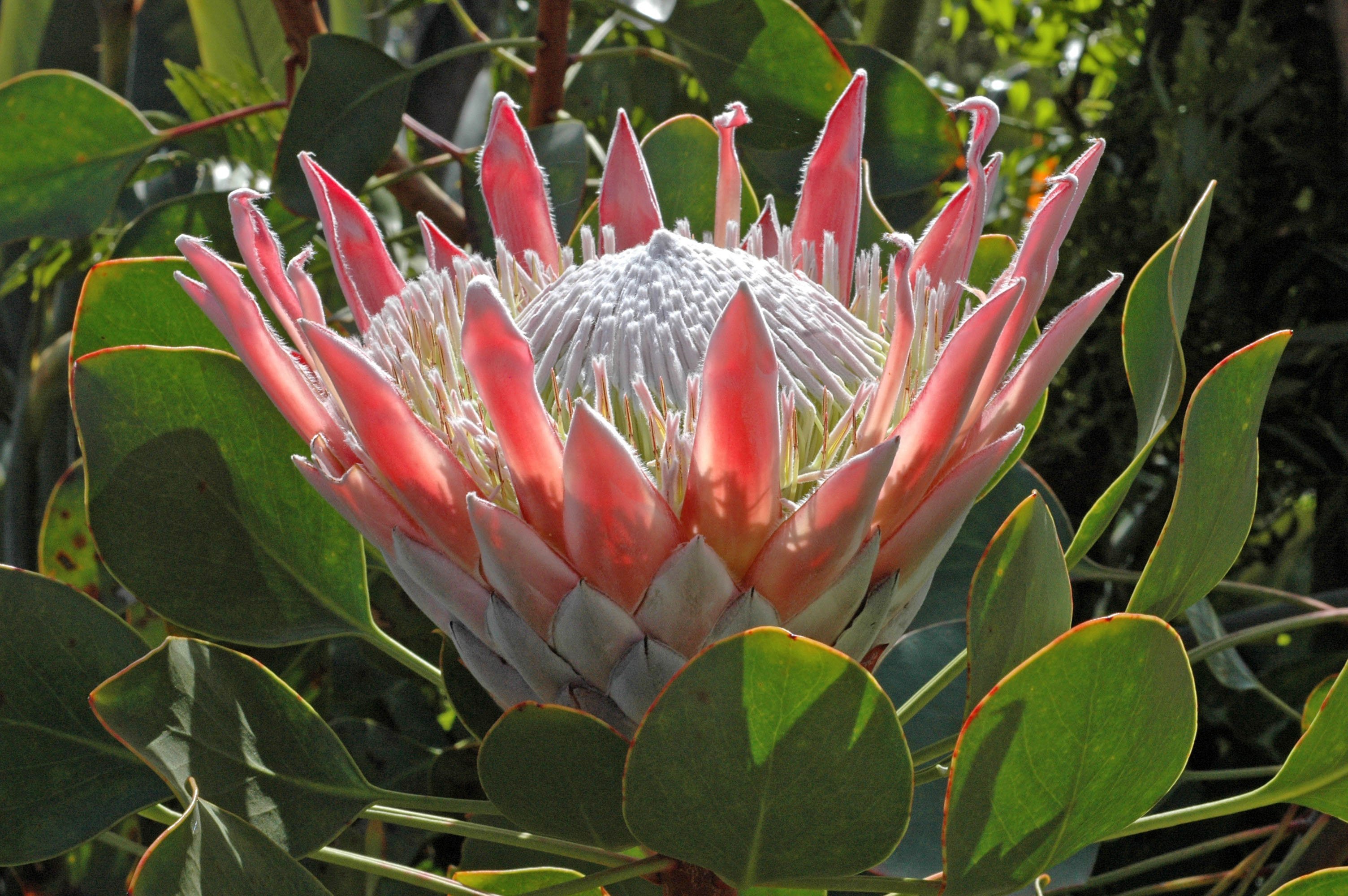 Protea lepidocarpodendron