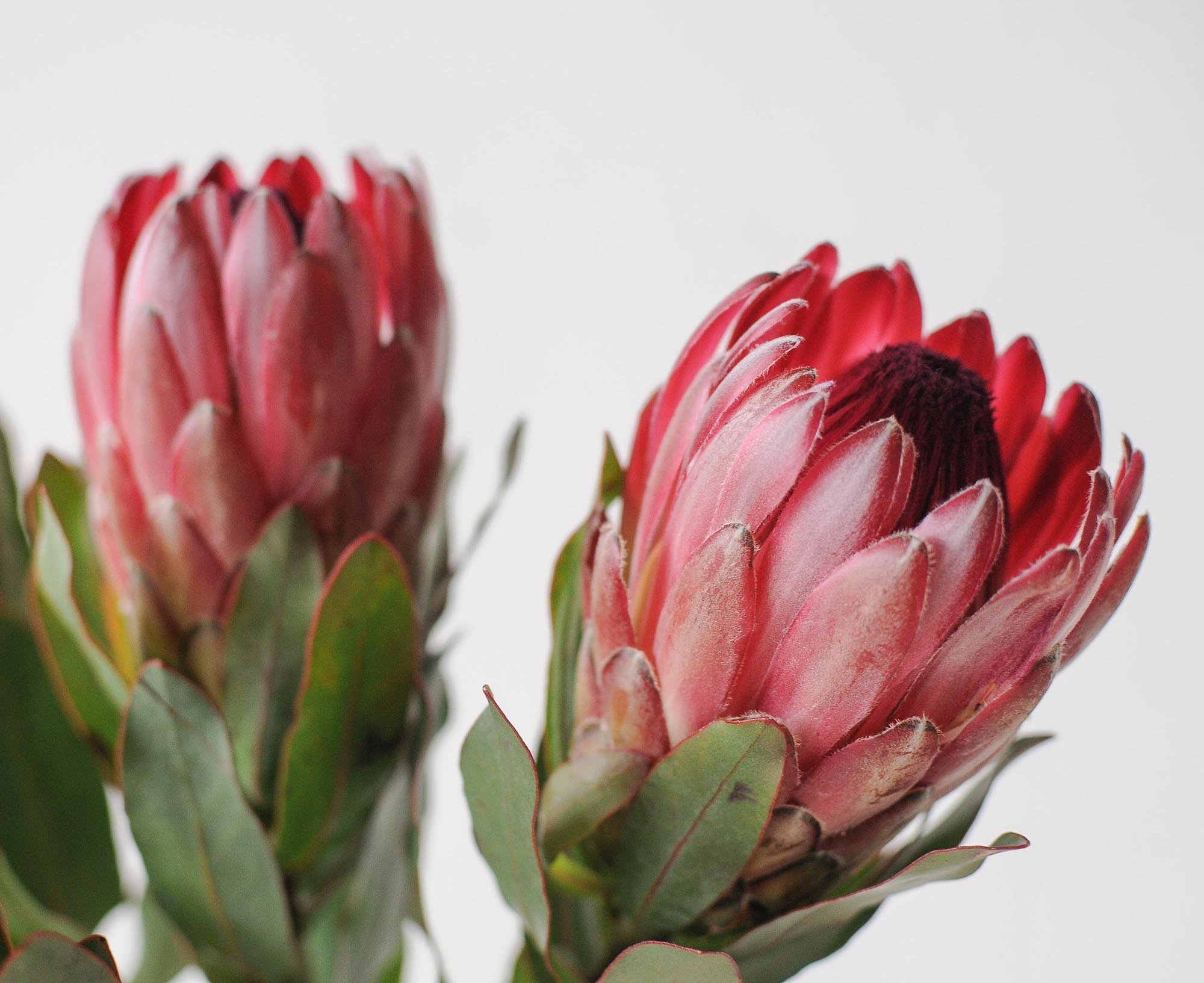 Protea lepidocarpodendron