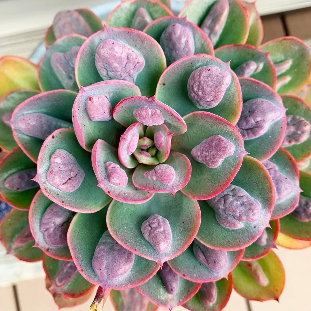 Echeveria Кан Кан