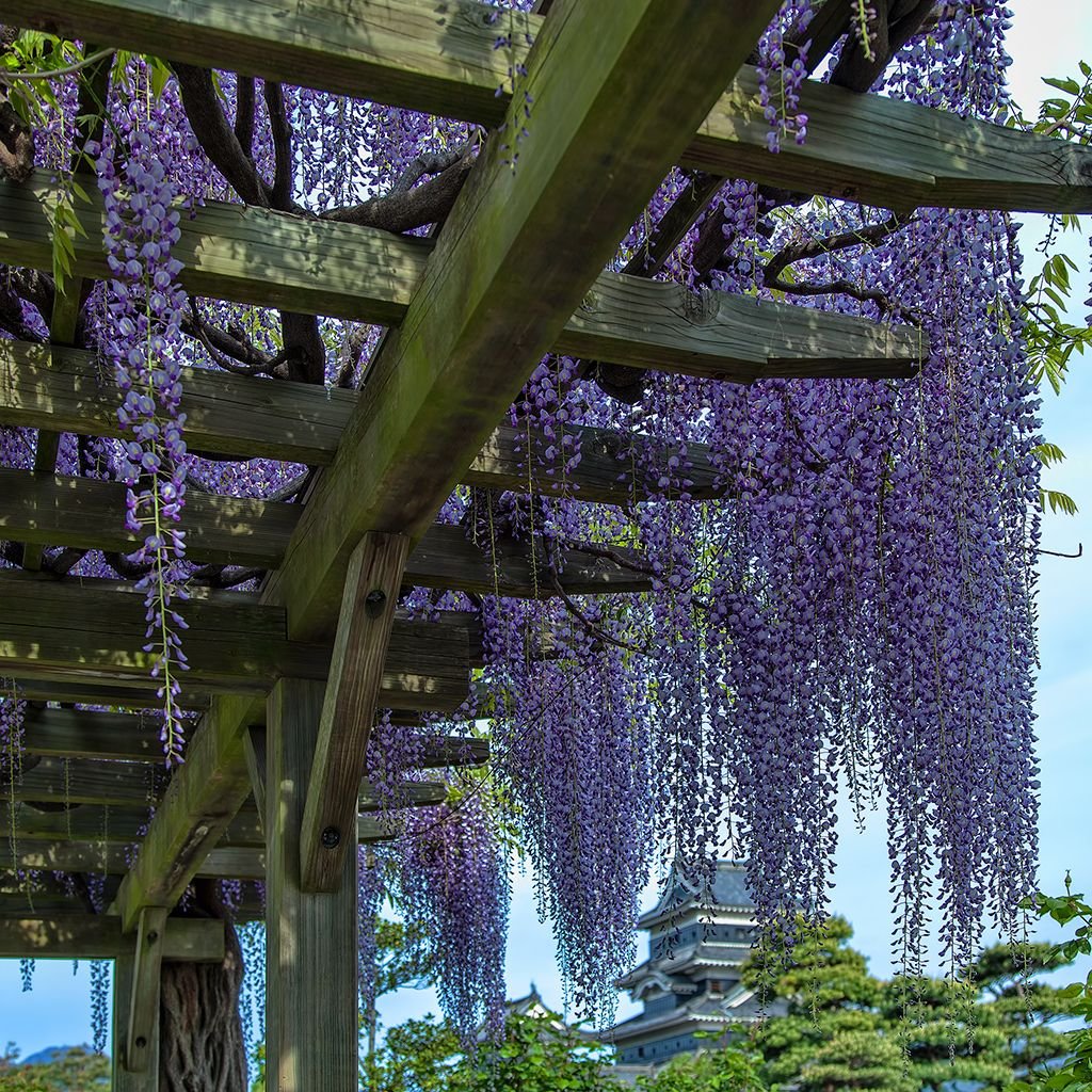 Самые быстрорастущие цветы. Wisteria sinensis Глициния китайская. Сад Кавати Фудзи. Глициния Кавати Фудзи.