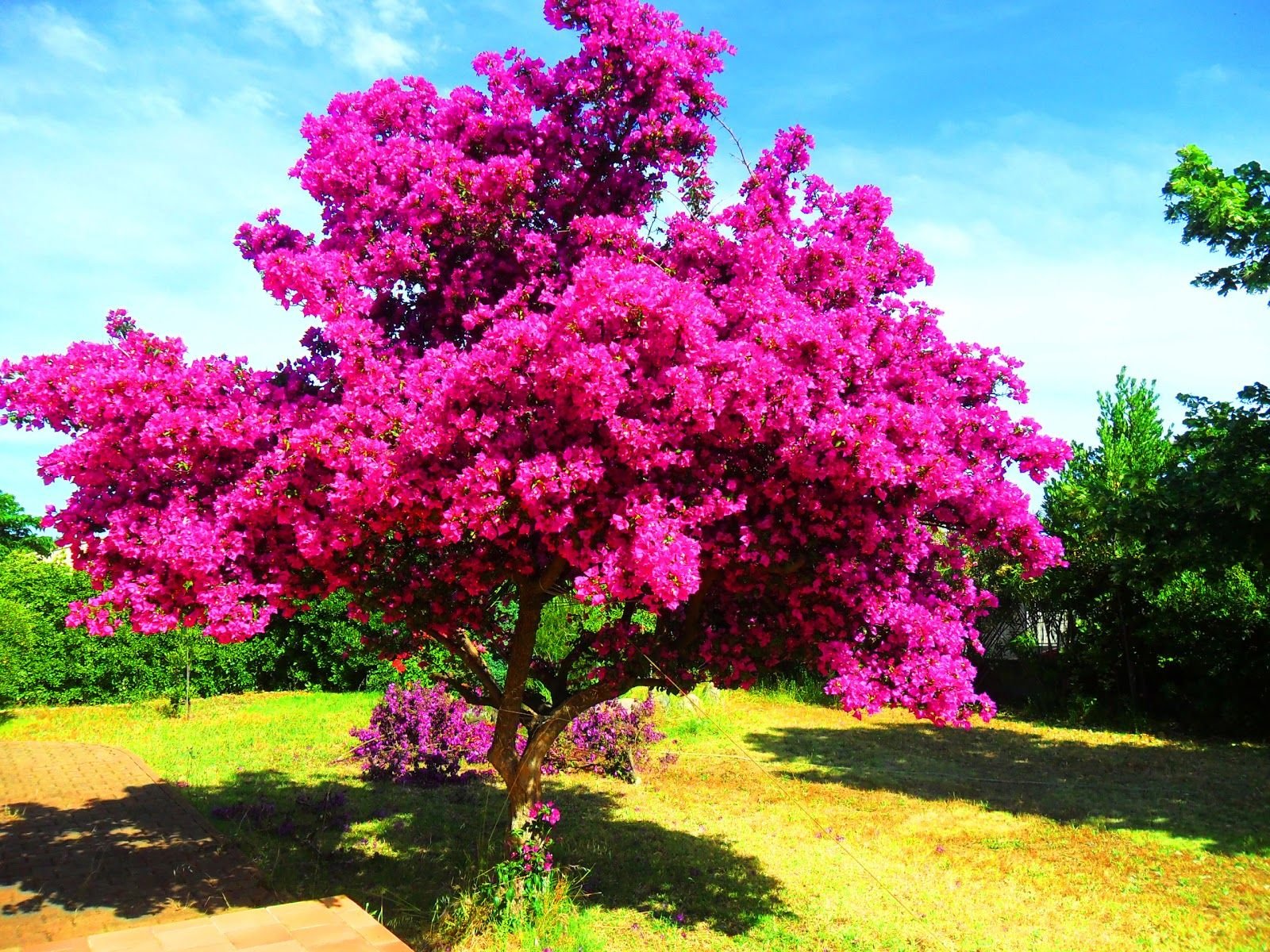 Декоративное цветущее дерево