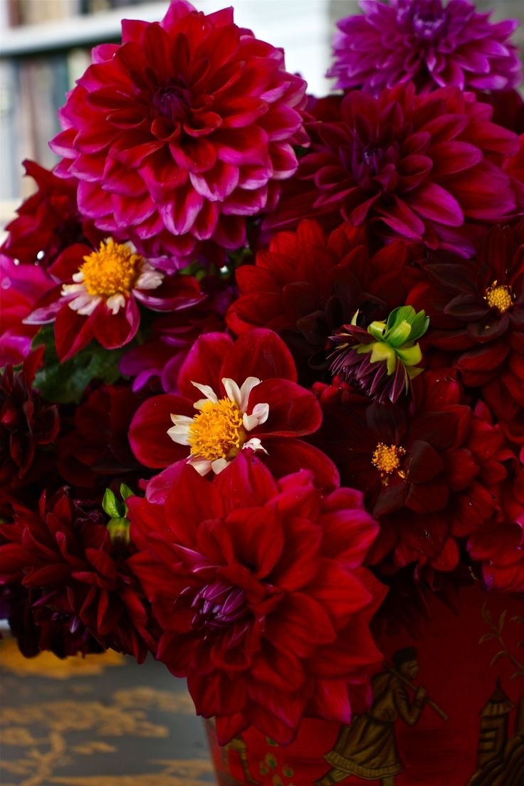 Dahlia Crimson