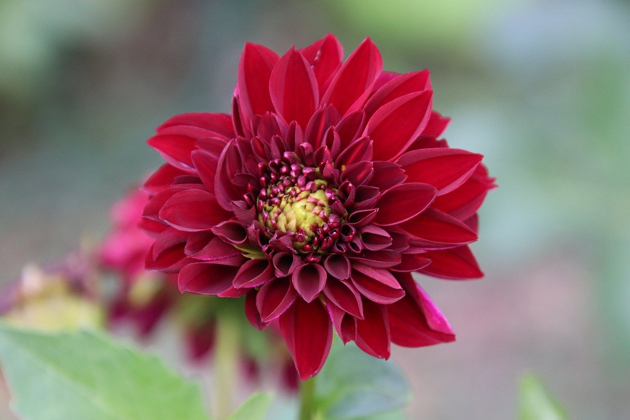 Dahlia Crimson