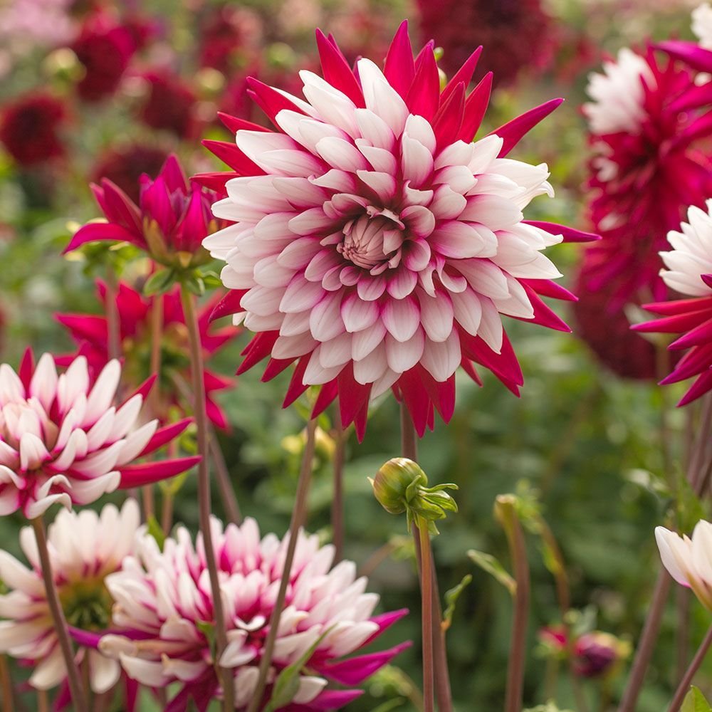 Dahlia Crimson