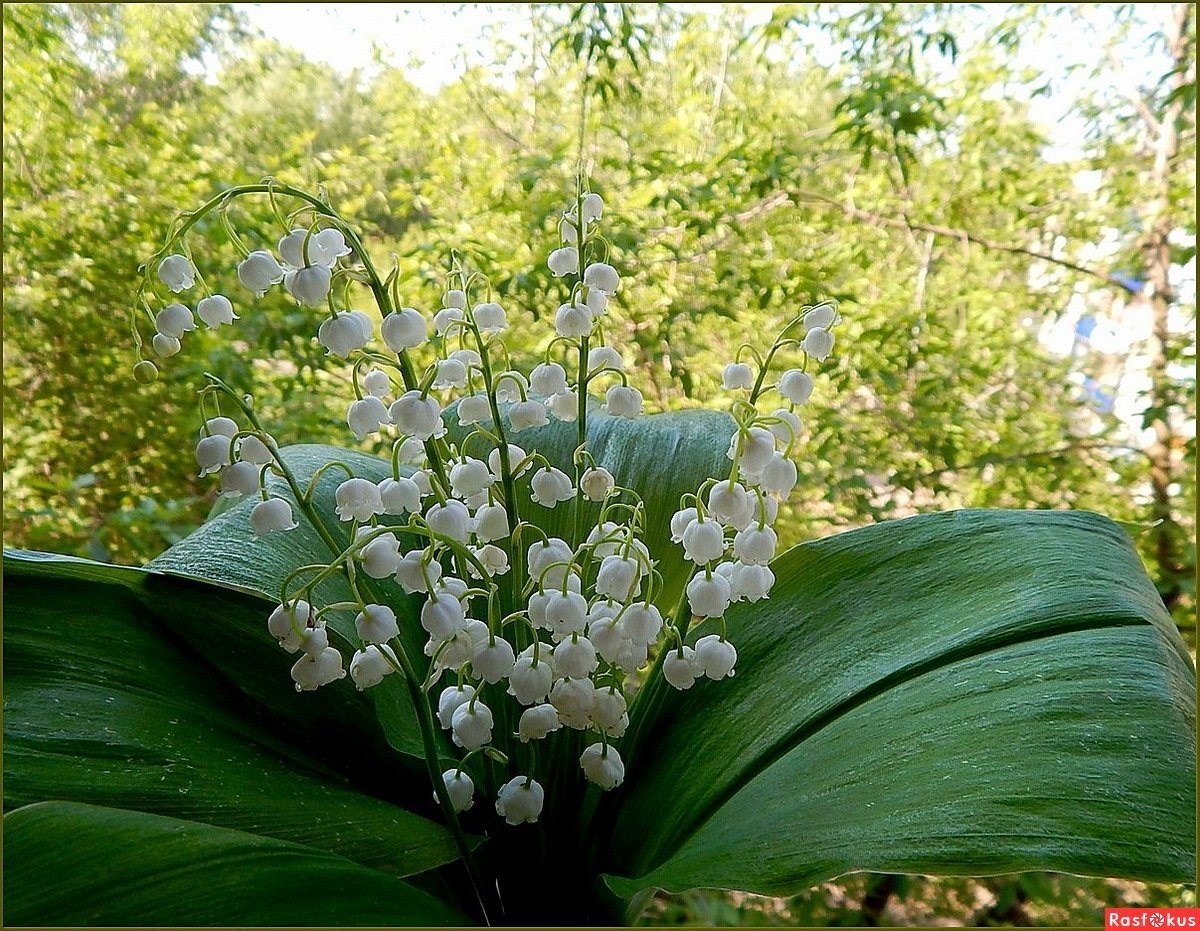 Королевский Ландыш