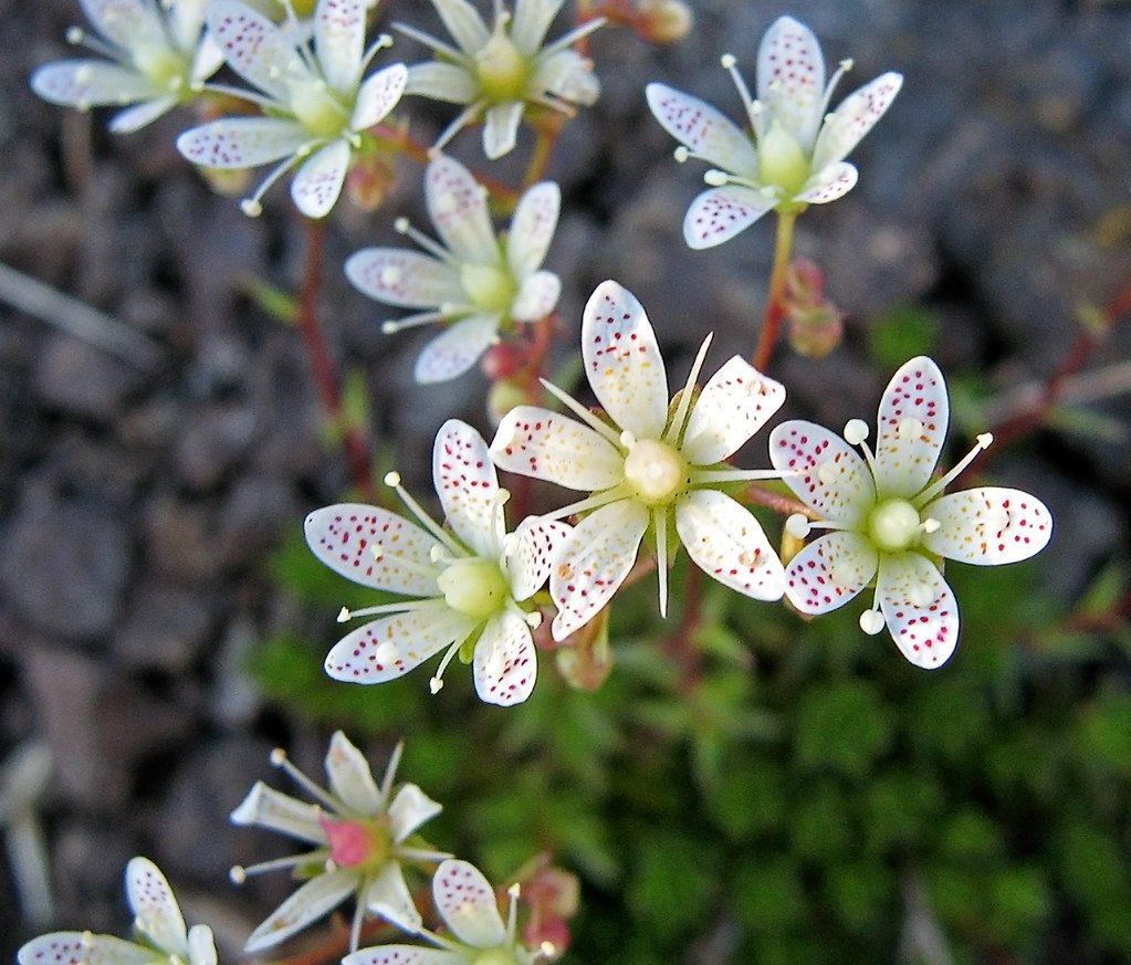 Саксифрага. Камнеломка саксифрага. Камнеломка Аянская. Камнеломка (Saxifraga). Саксифрага камнеломка цветки.