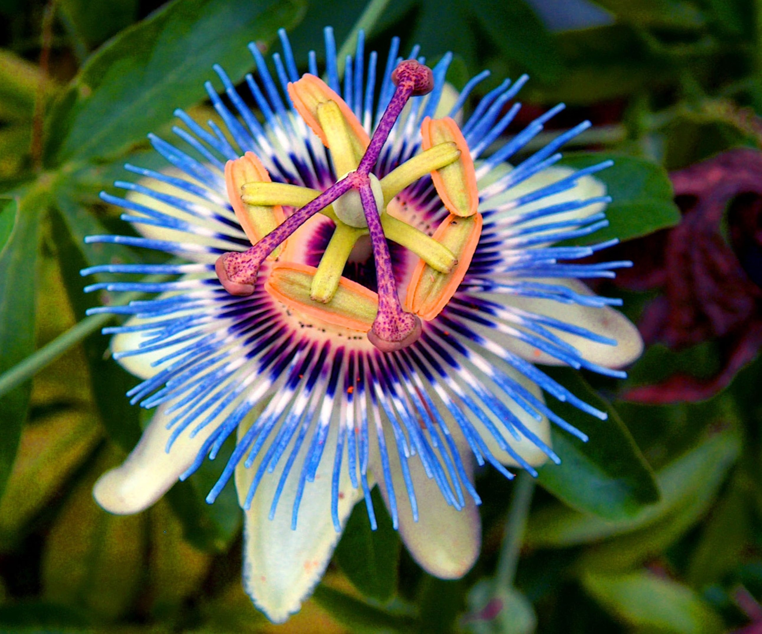 Удивительные красивые растения. Пассифлора (страстоцвет) Passíflōra. Пассифлора маракуйя (страстоцвет) что это. Пассифлора голубая кавалерская звезда.