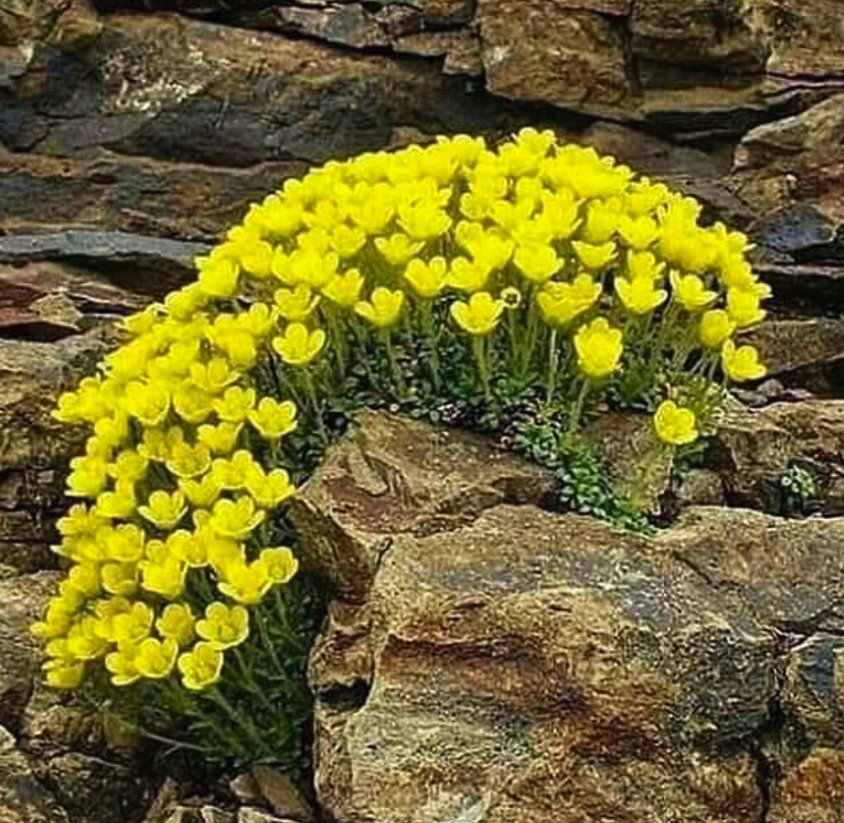 Камнеломка желтые цветы