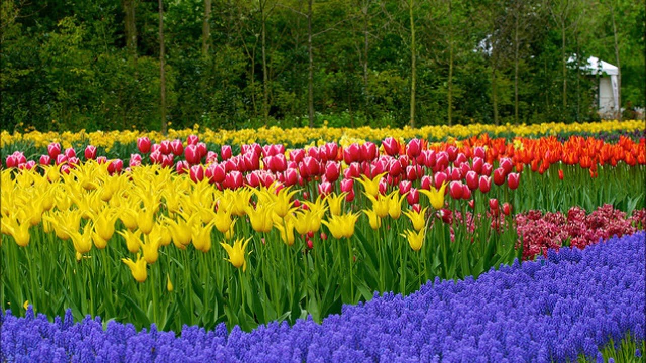 Окружающий мир 2 красота растений. Парк Асикага тюльпаны. Сад - Асикага тюльпаны.. Keukenhof Tulip 2014. Тюльпаны в Голландии клумбы.