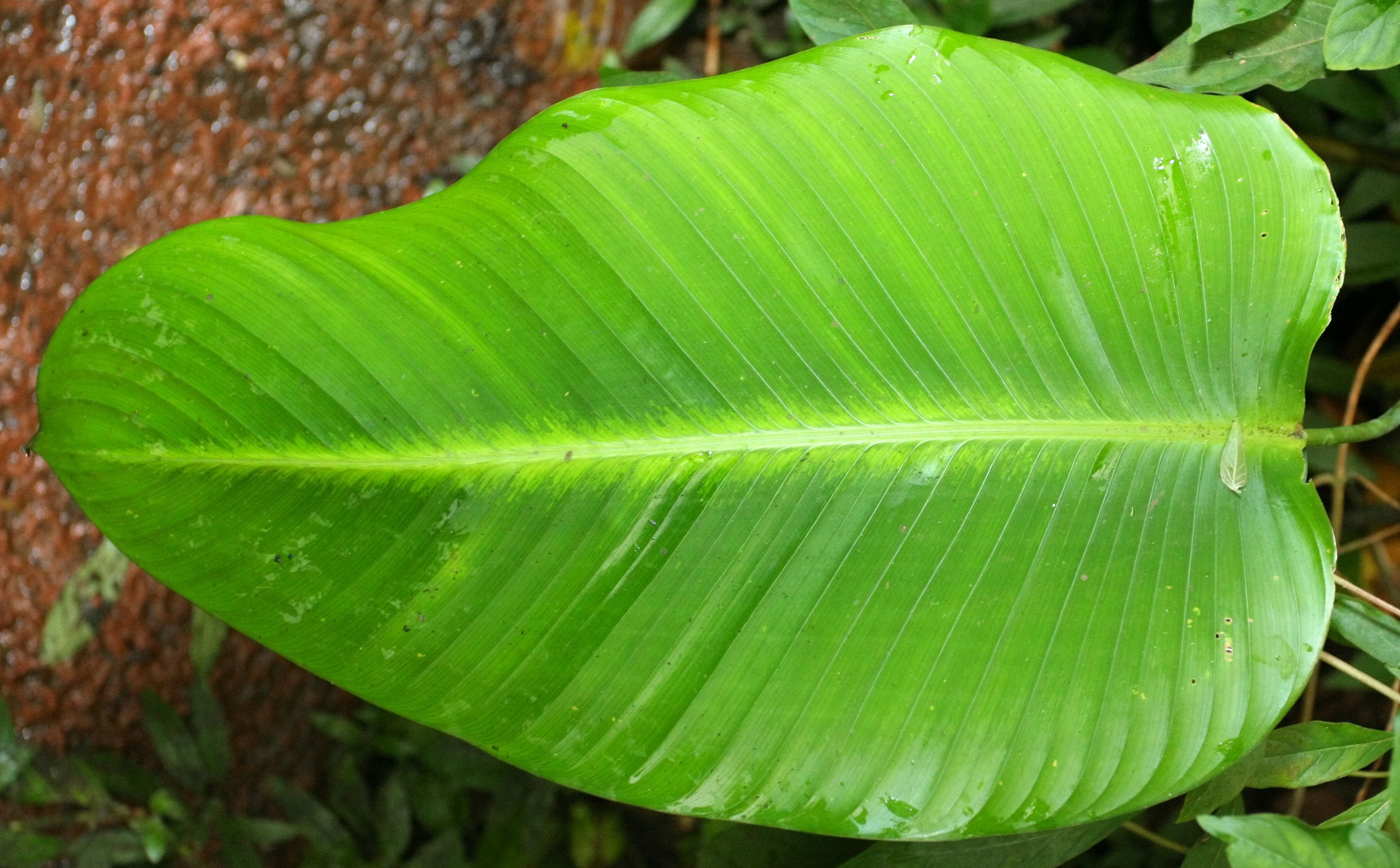 Tropical plant. Тропические листья. Листья тропических растений. Широкие листья. Тропическические растения.