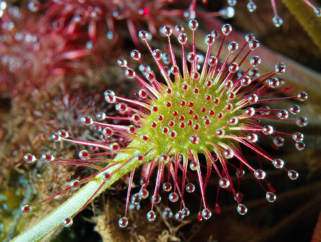 These plants. Drosera HXE 68.