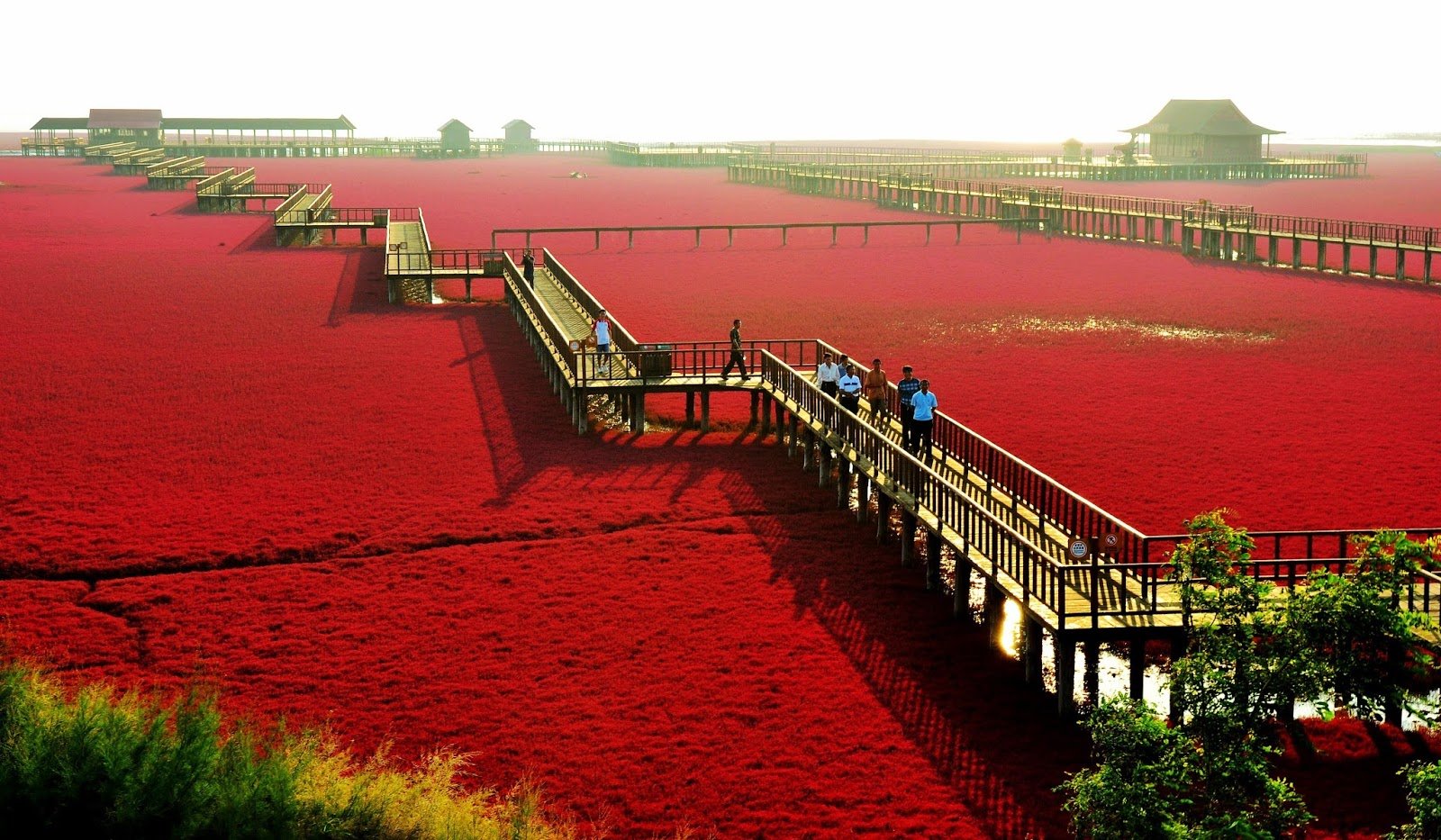 Красная вода видео. Красный берег Паньцзинь, Китай. Красный пляж Паньцзинь. Красный пляж Паньцзинь Китай. Река Ляохэ Китай.