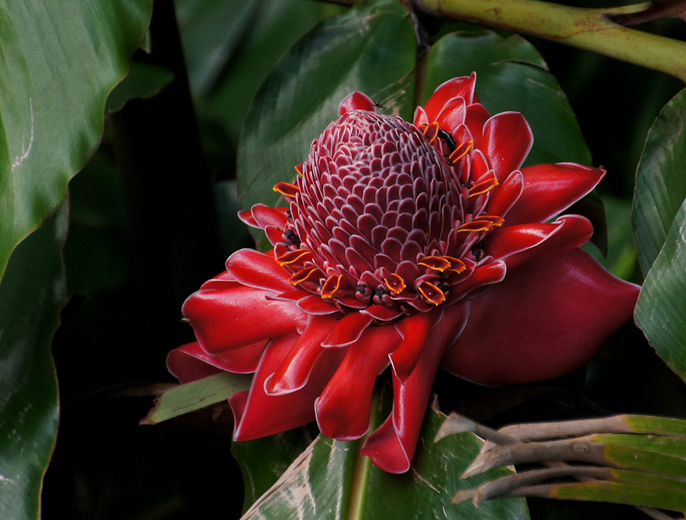 Torch Ginger С†РІРµС‚РѕРє