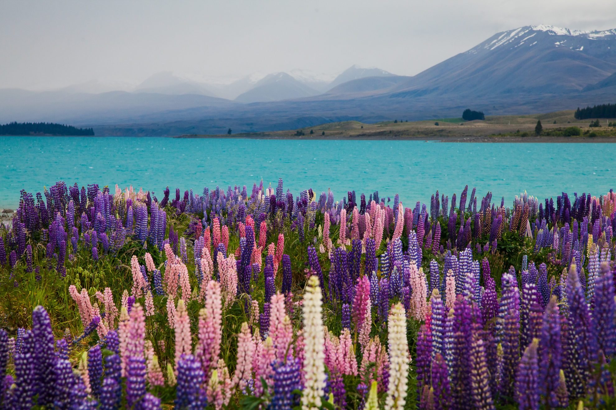 Akaroa Color