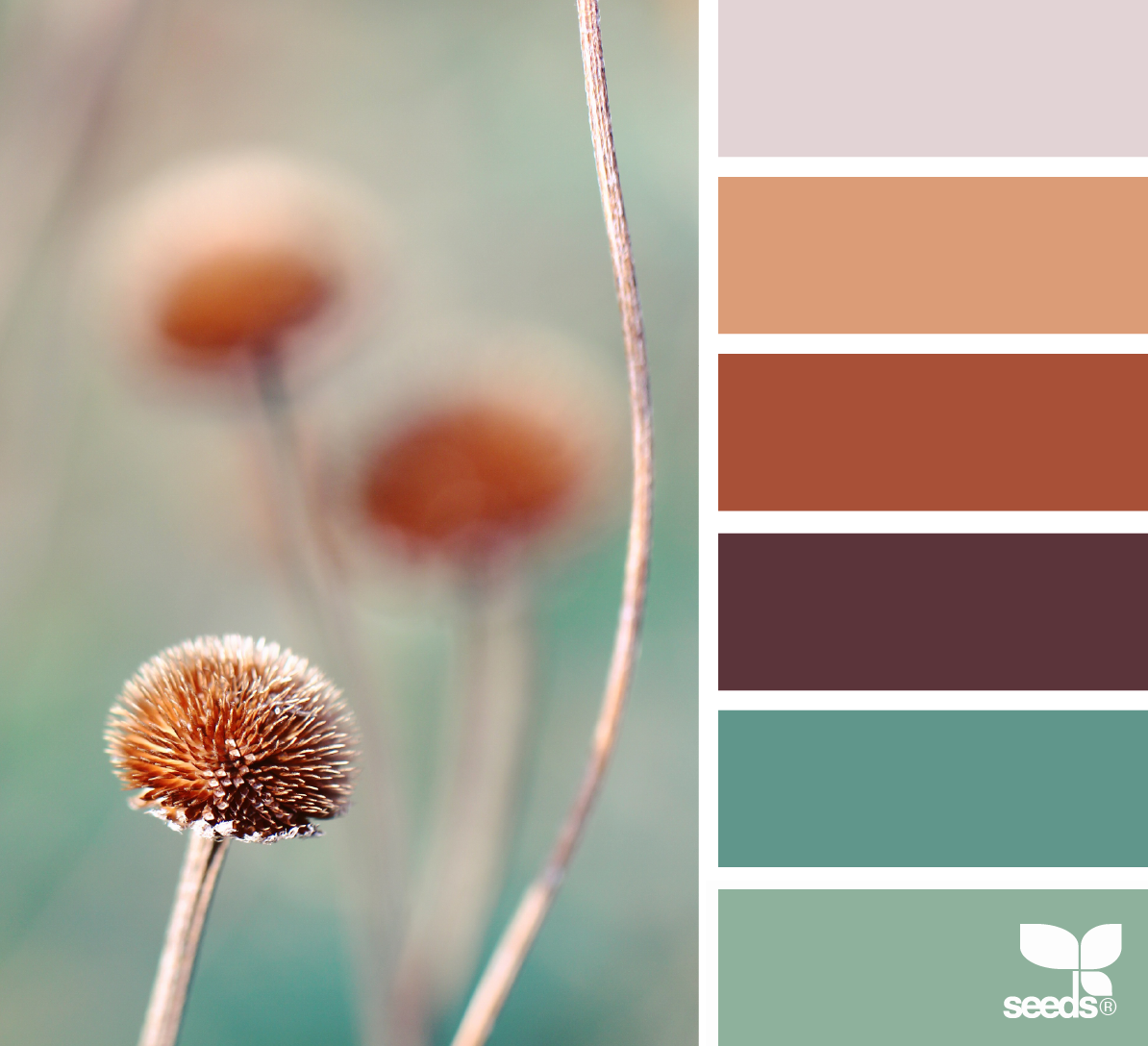 Сочетание цветов. Seeds Color Palette изумрудный. Цветовые Палитры Сидс. Цветовая палитра Сеед. Цветовые сочетания Сеедс.