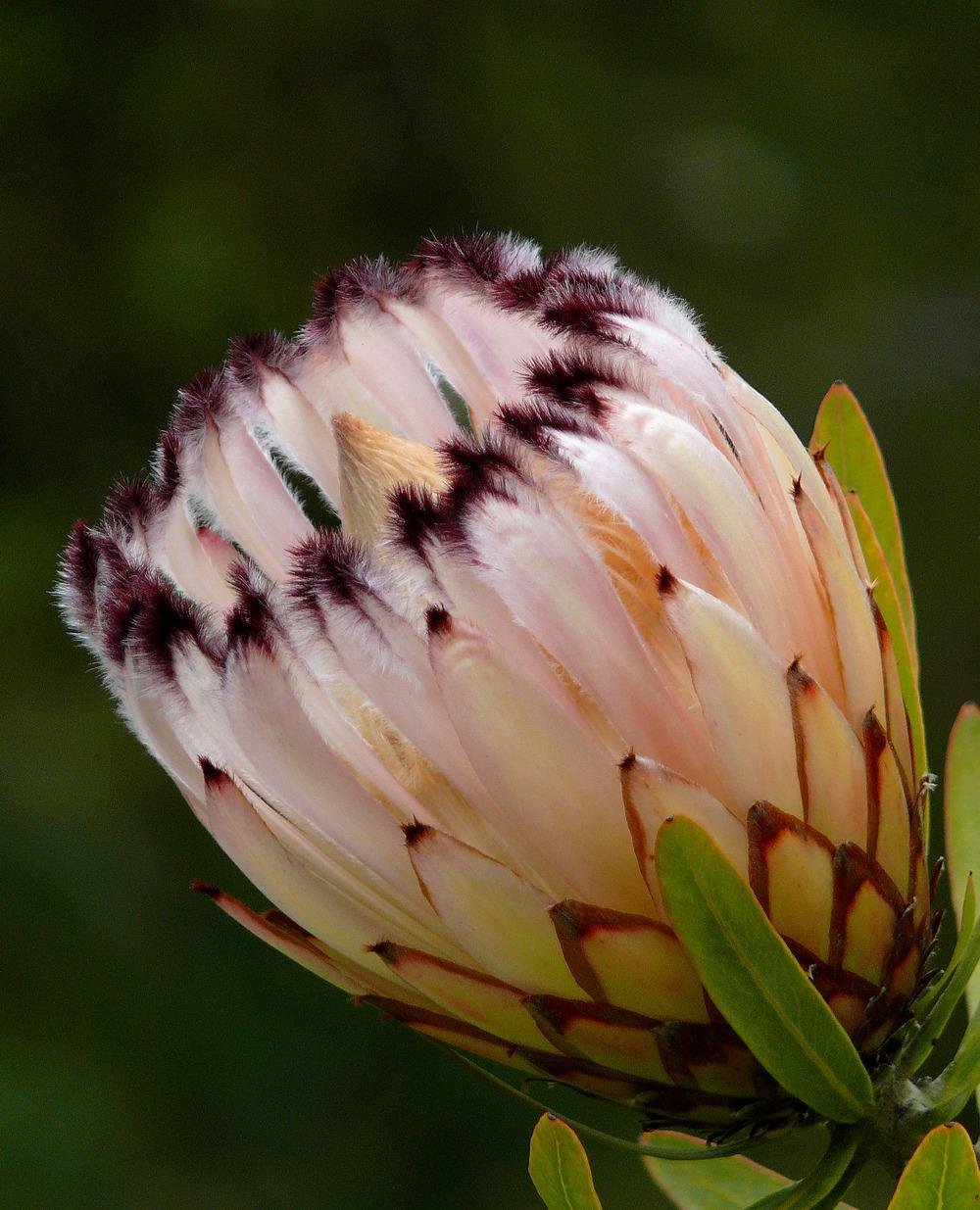 Protea lepidocarpodendron