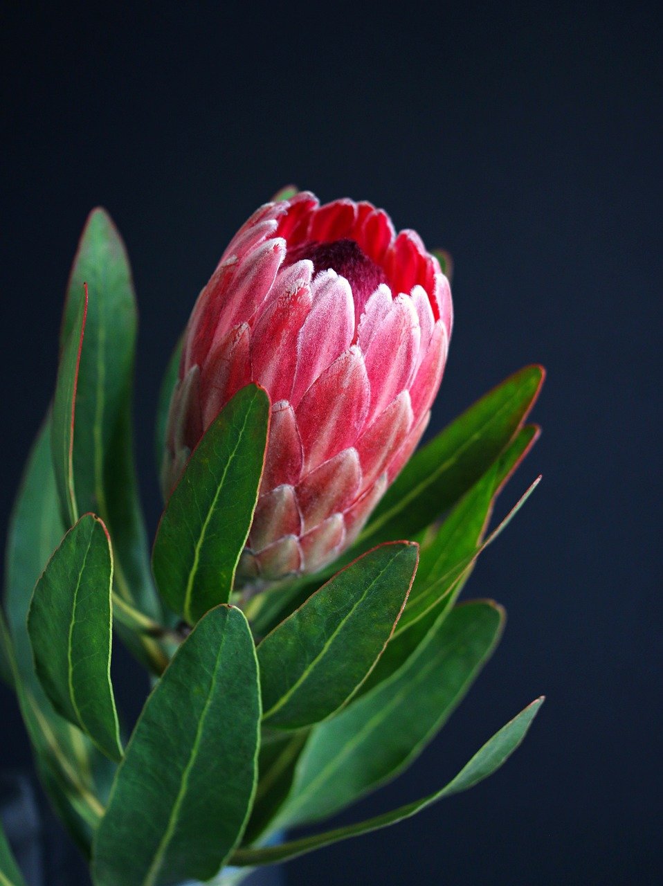 Protea lepidocarpodendron