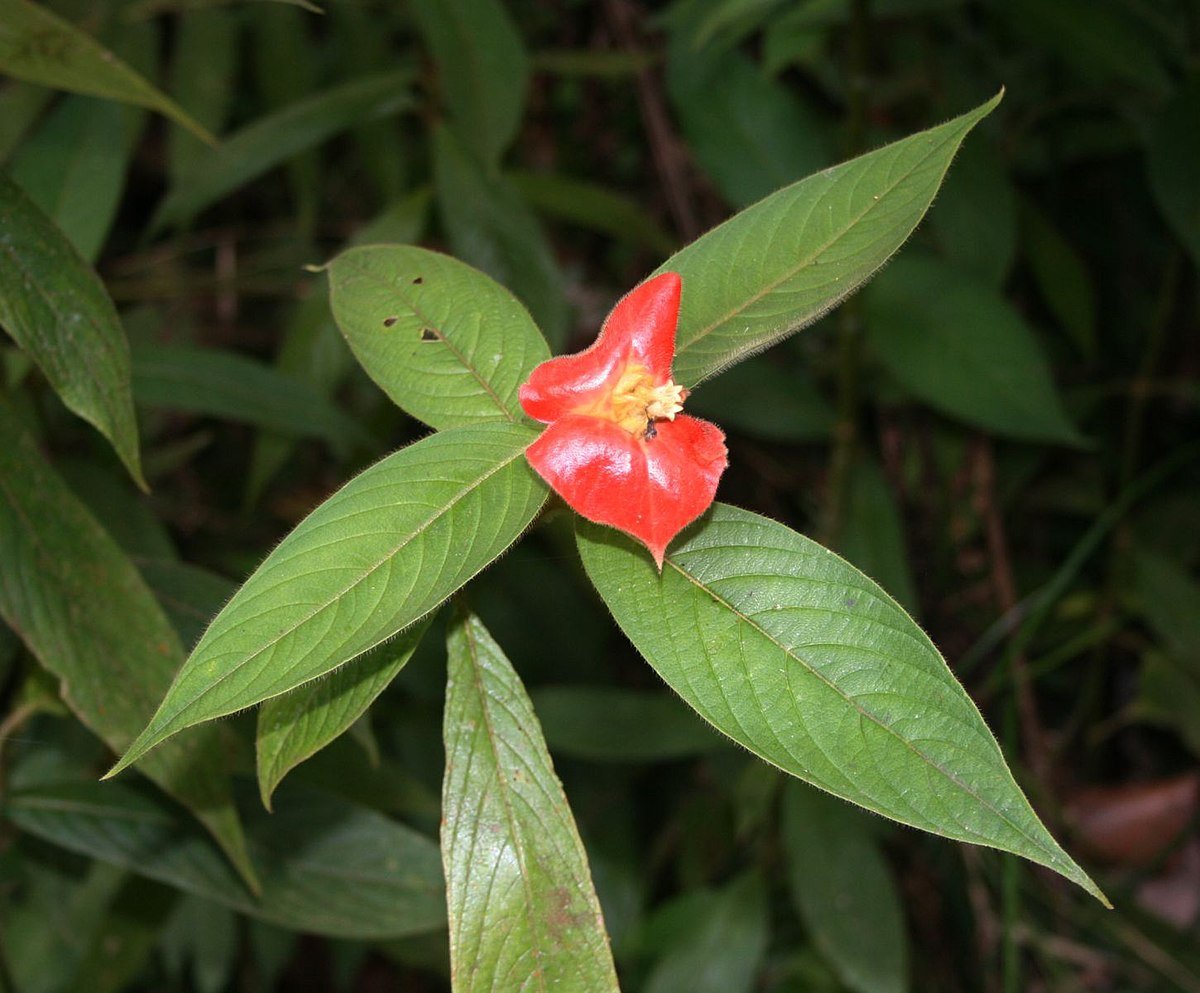 Psychotria elata