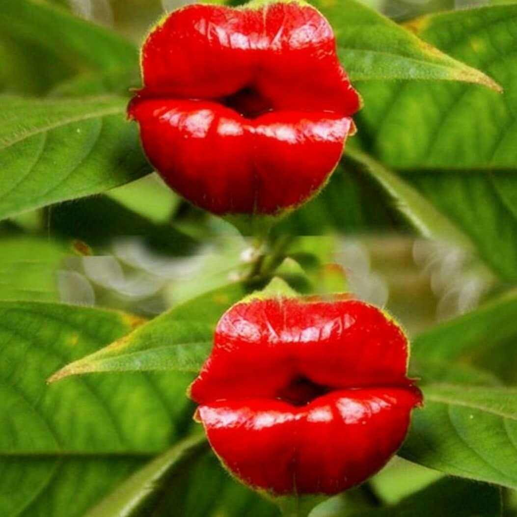 Psychotria elata