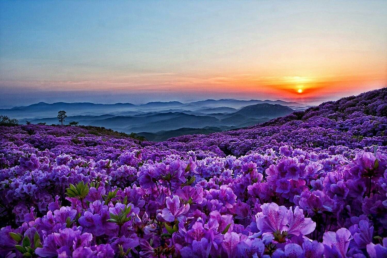 Пр е красный. Фиолетовые цветы. Сиреневые цветы. Фиолетовая природа. Цветы в горах.