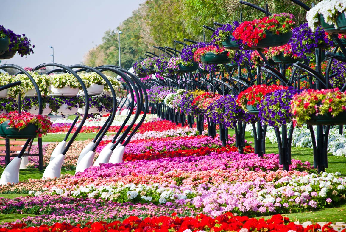 Flowers paradise. Цветочный парк Абу Даби. Парк Аль-Айн. Al Ain Paradise парк. Парк цветов (г. Аль-Айн).