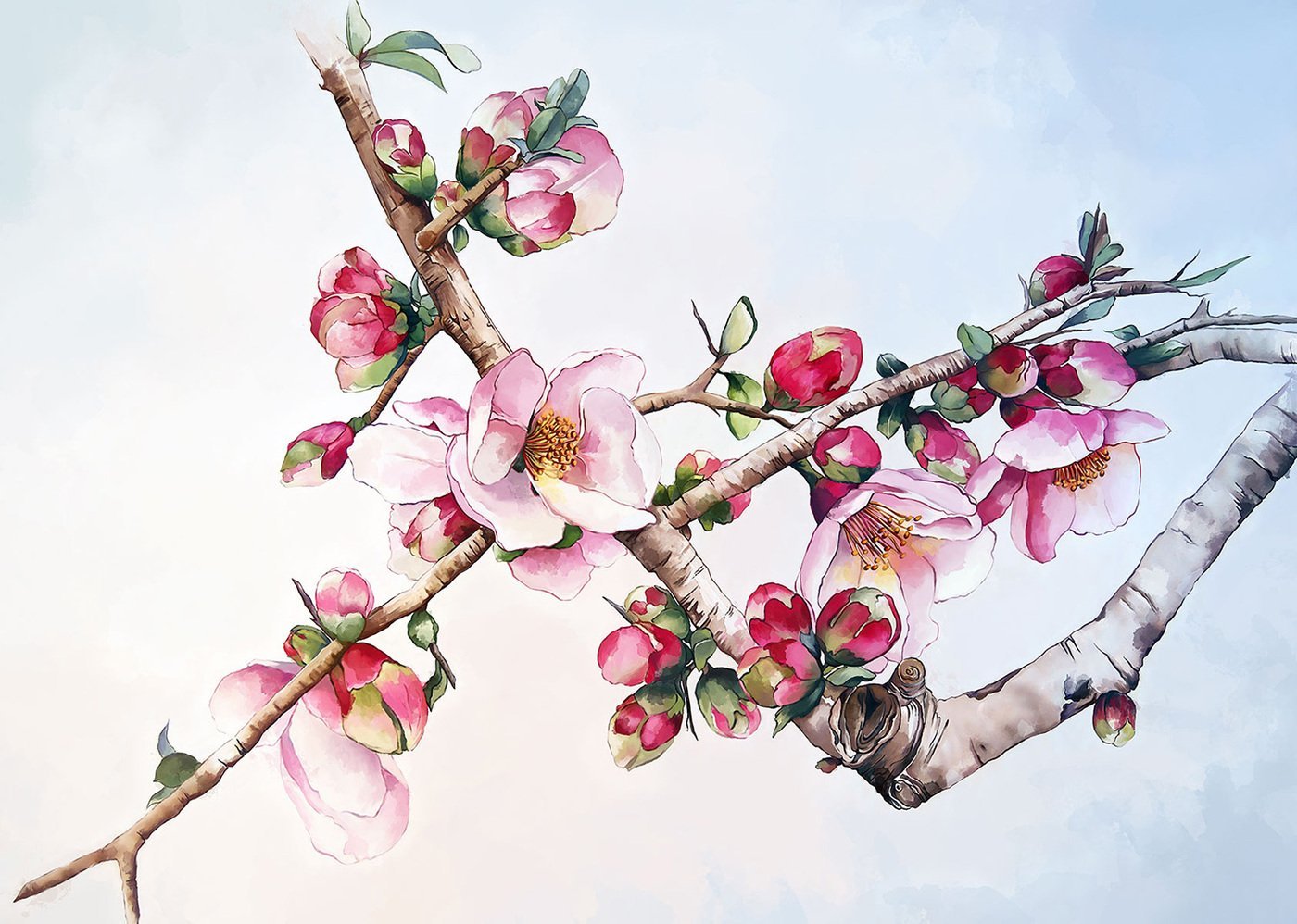 Ветка цветущей яблони рисунок. Яблоня черри блоссом. Акварели Marie-Claire Houmeau. Китайская акварель японская айва. Marie-Claire Houmeau французская художница.